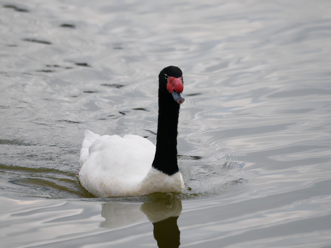 云南玉龙湖观鸟,临沧玉龙湖清晨的美景照片