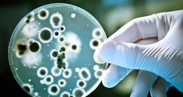 小孩有胆囊结石可以保胆取石么,儿童胆囊结石可以保胆取石吗