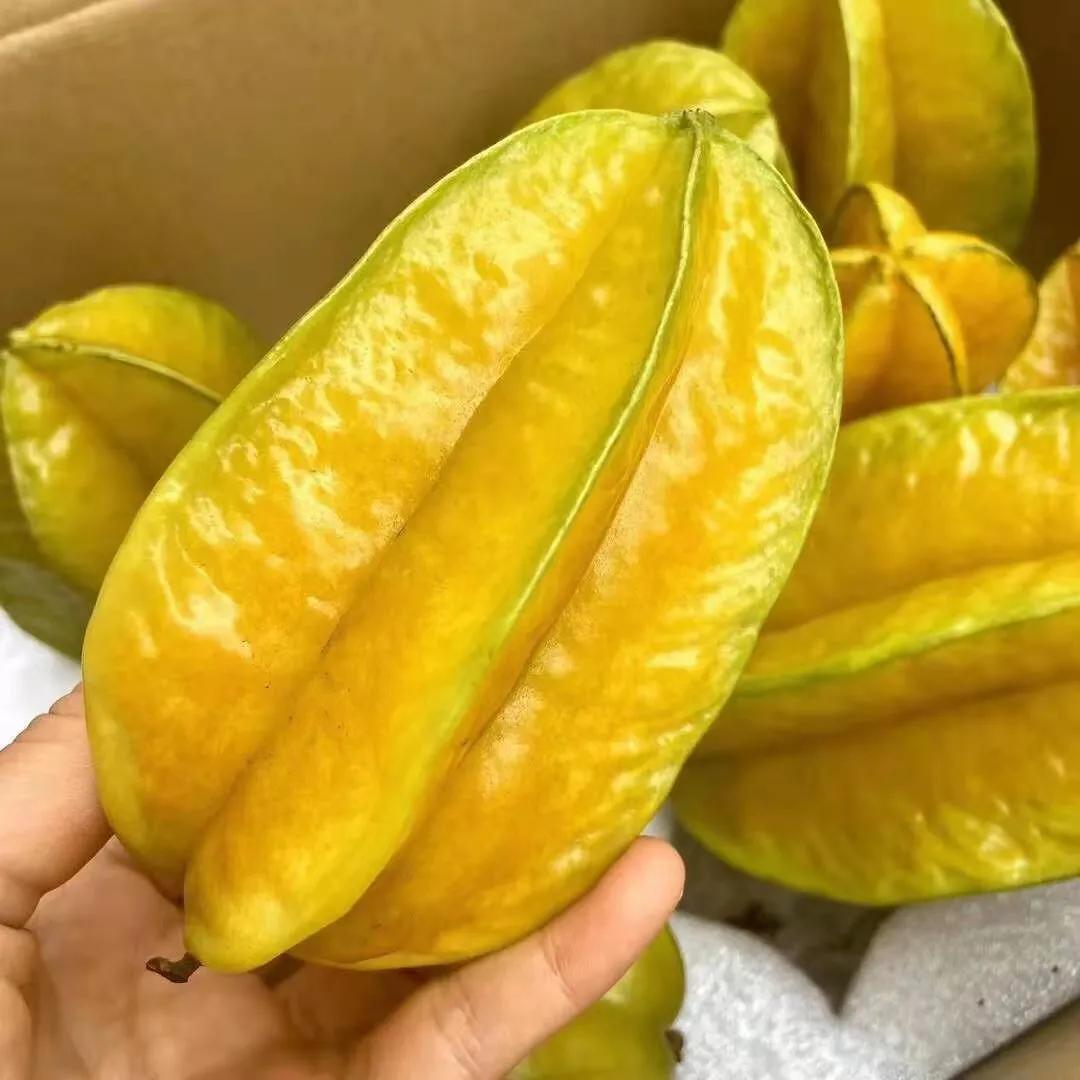 热带水果王国攀枝花,攀枝花一年四季有哪些水果