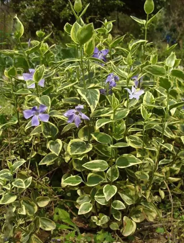 收藏植物的方法,收藏价值绿植