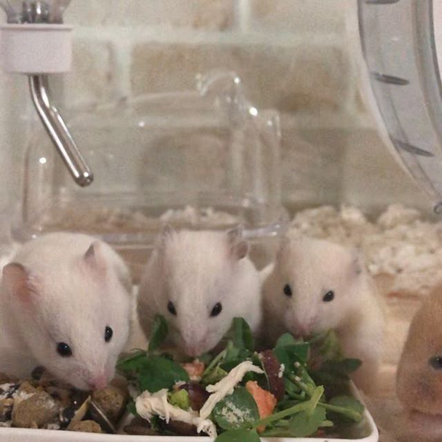 仓鼠不小心掉进老鼠洞里了,仓鼠不小心被笼子夹到怎么办