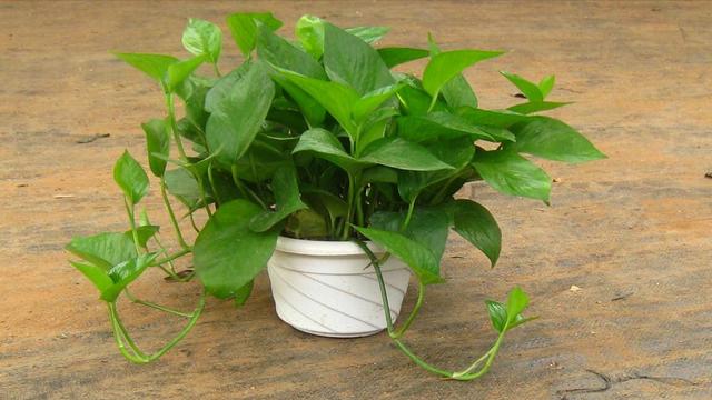 春季翻盆换土的花,哪些花适合在秋季换盆