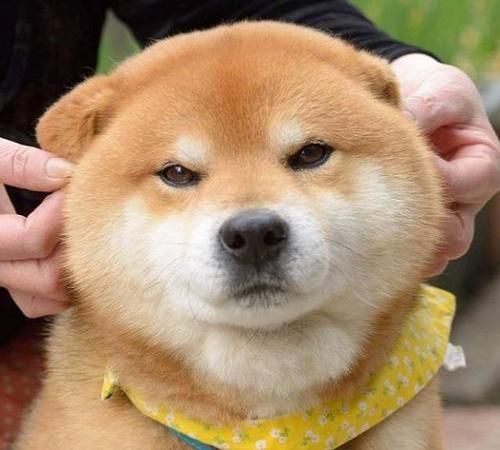 卧室做双眼皮吊顶会掉吗,关于双眼皮的十个问题