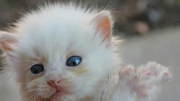 如何从猫咪的叫声中听懂信息,解读猫咪的各种叫声