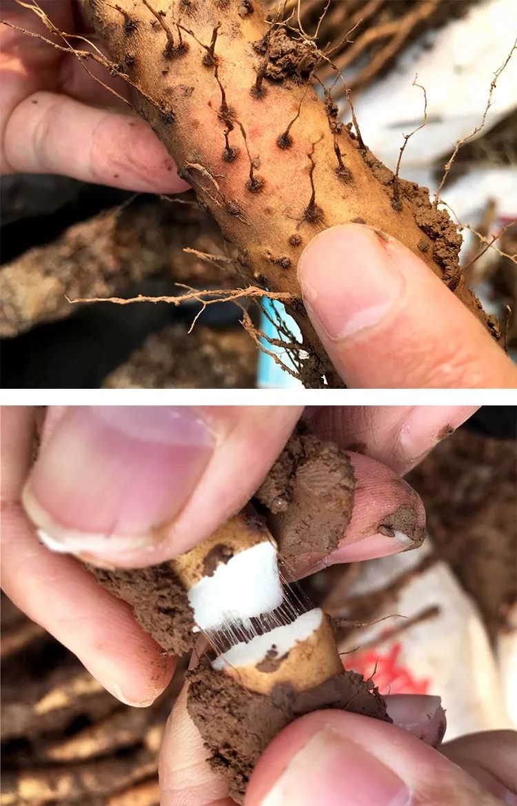 你总胃不舒服?肚子大?这条【养胃秘诀】快跟我试试