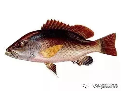 这5种淡水鱼值得多吃,中国最好吃的鱼类排行榜