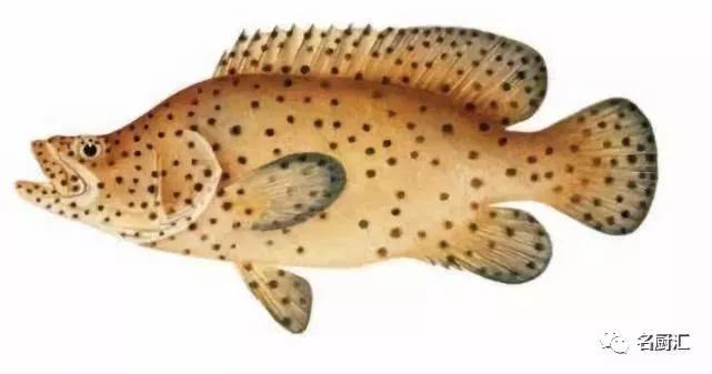 世界顶级十大海鲜,十大顶级海鲜价格排行榜