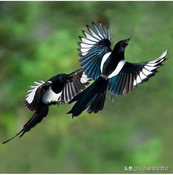 喜鹊枝头叫喜事已来到,喜鹊叫喜事到主人高兴