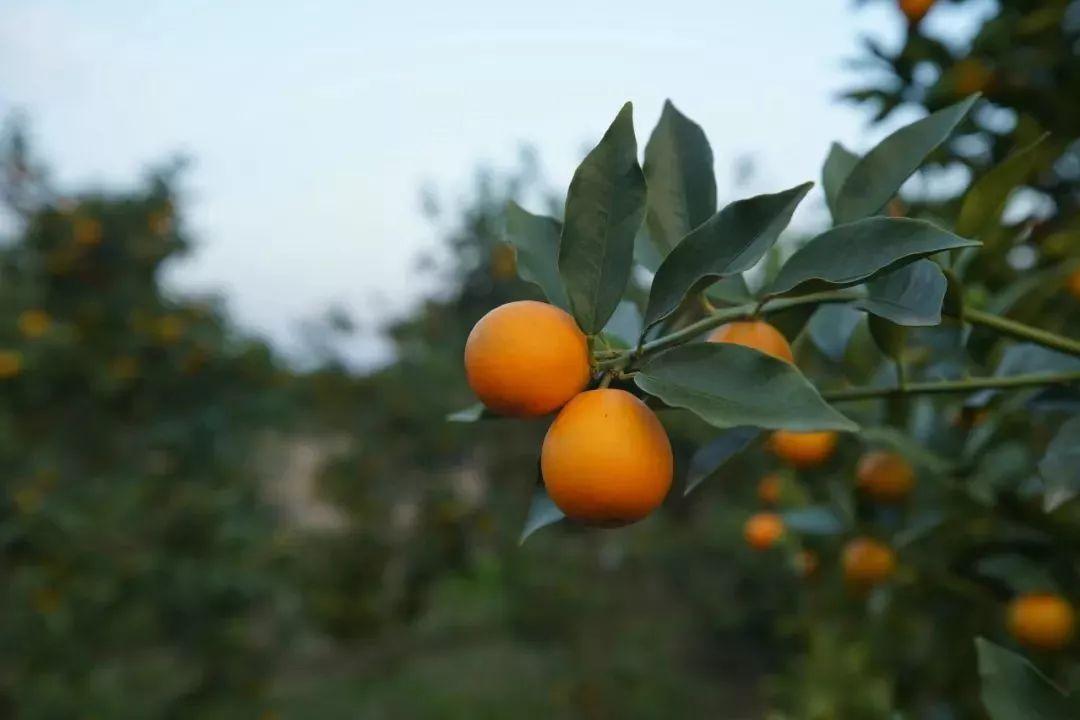 冰糖心金桔独立包装,冰糖心苹果顺丰包邮