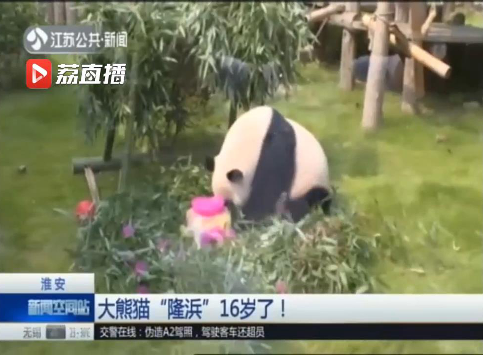 大熊猫生日快乐,淮安动物园大熊猫名字
