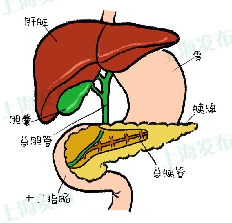 一招解决胆结石的方法,胆结石最快止疼方法穴位