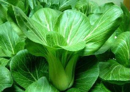 农村种植养殖技术方案最新,农村怎么讲种植养殖技术