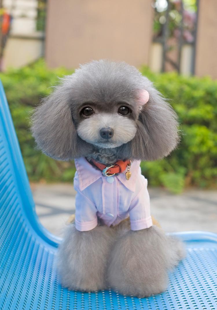 自己做宠物衣服入门教程,如何给小宠物自制小衣服