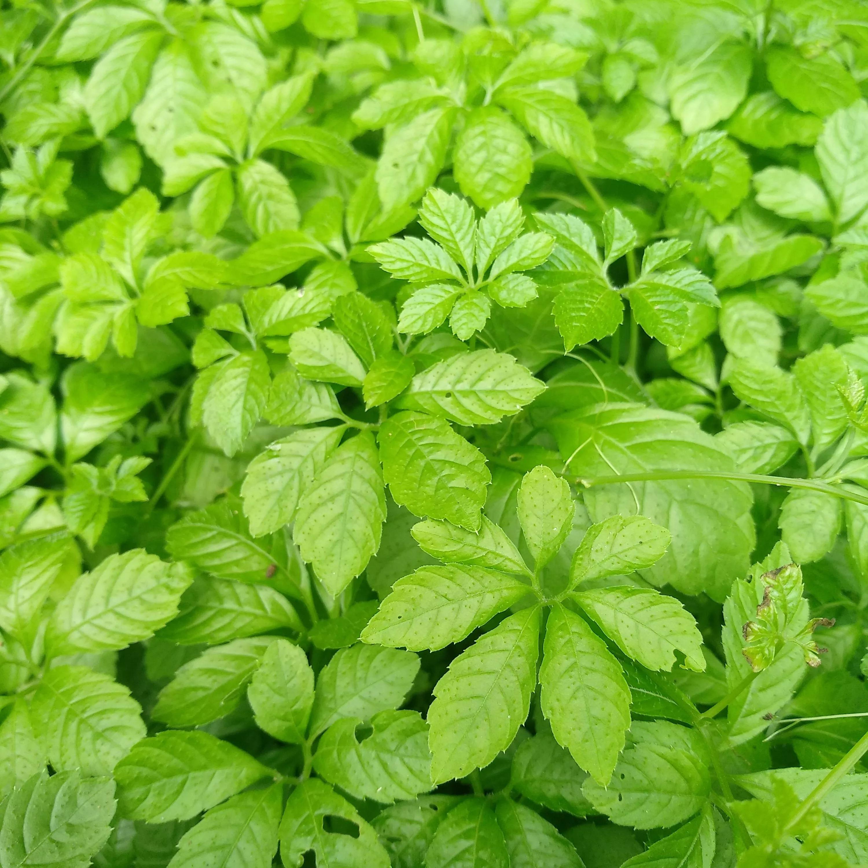 高考后想学临床医学,高考后想学中医