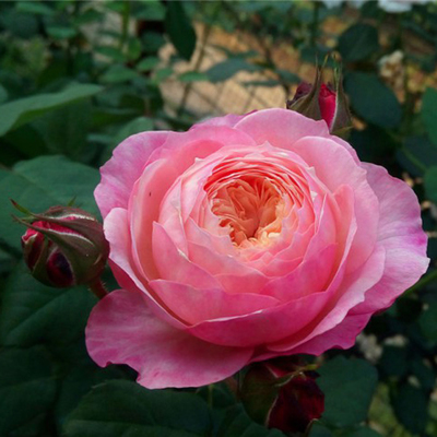 无刺四季开花藤本月季品种有哪些,耐热又耐寒的藤本月季有哪些品种