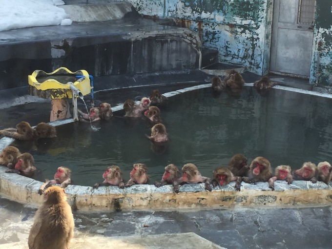 0语言，onepeople，日本北海道冬季往返8日自由行干货