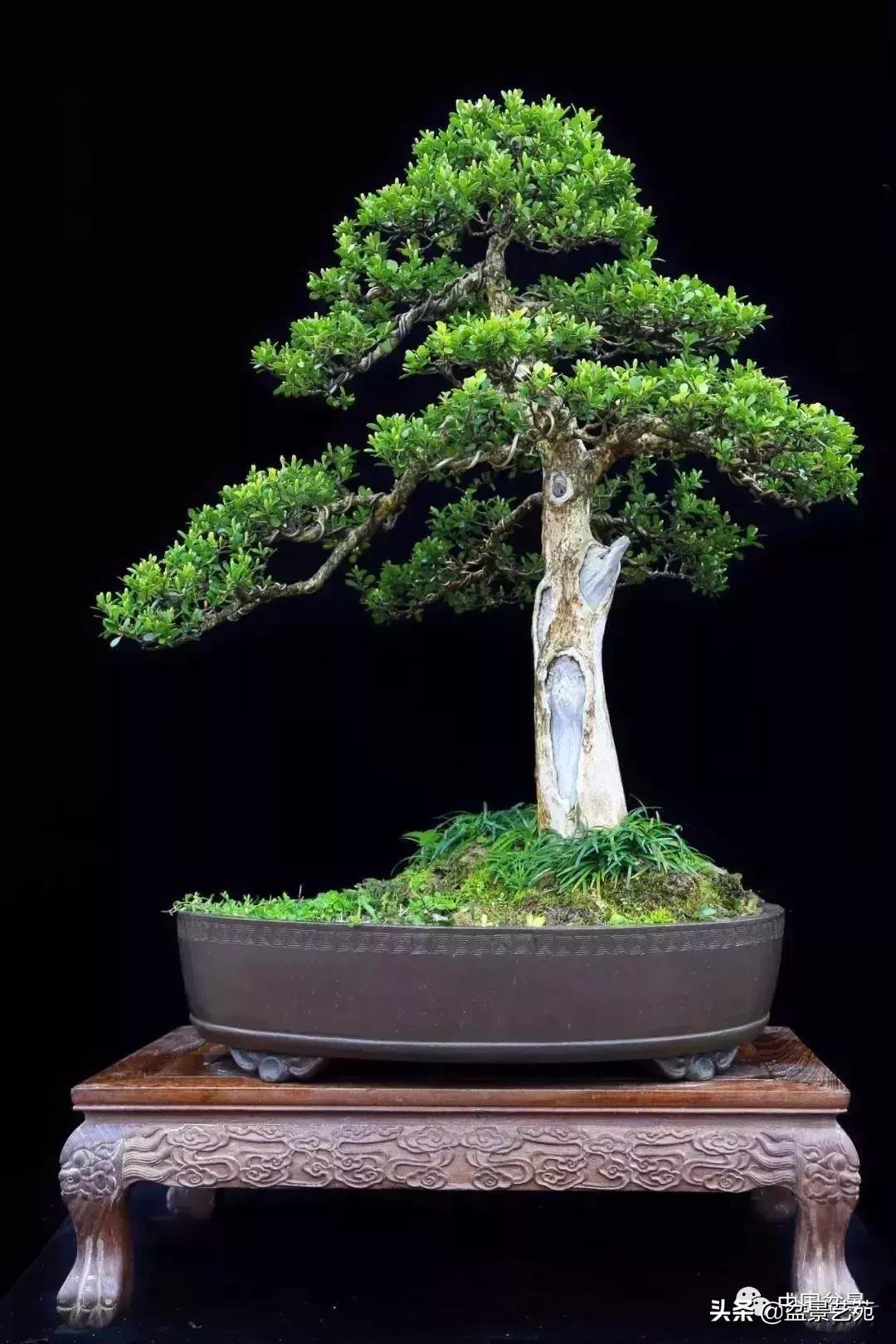 推荐36种好养的盆景植物,茶桌上养什么盆景植物