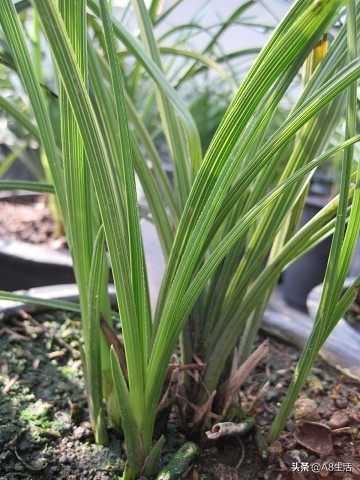 每日一品,蕙兰潘绿梅和庆华区别