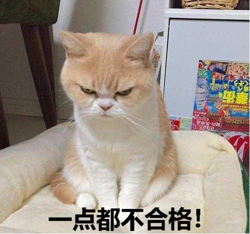 猫咪尿液除臭小苏打的使用方法,猫咪往床上尿尿了买什么除臭
