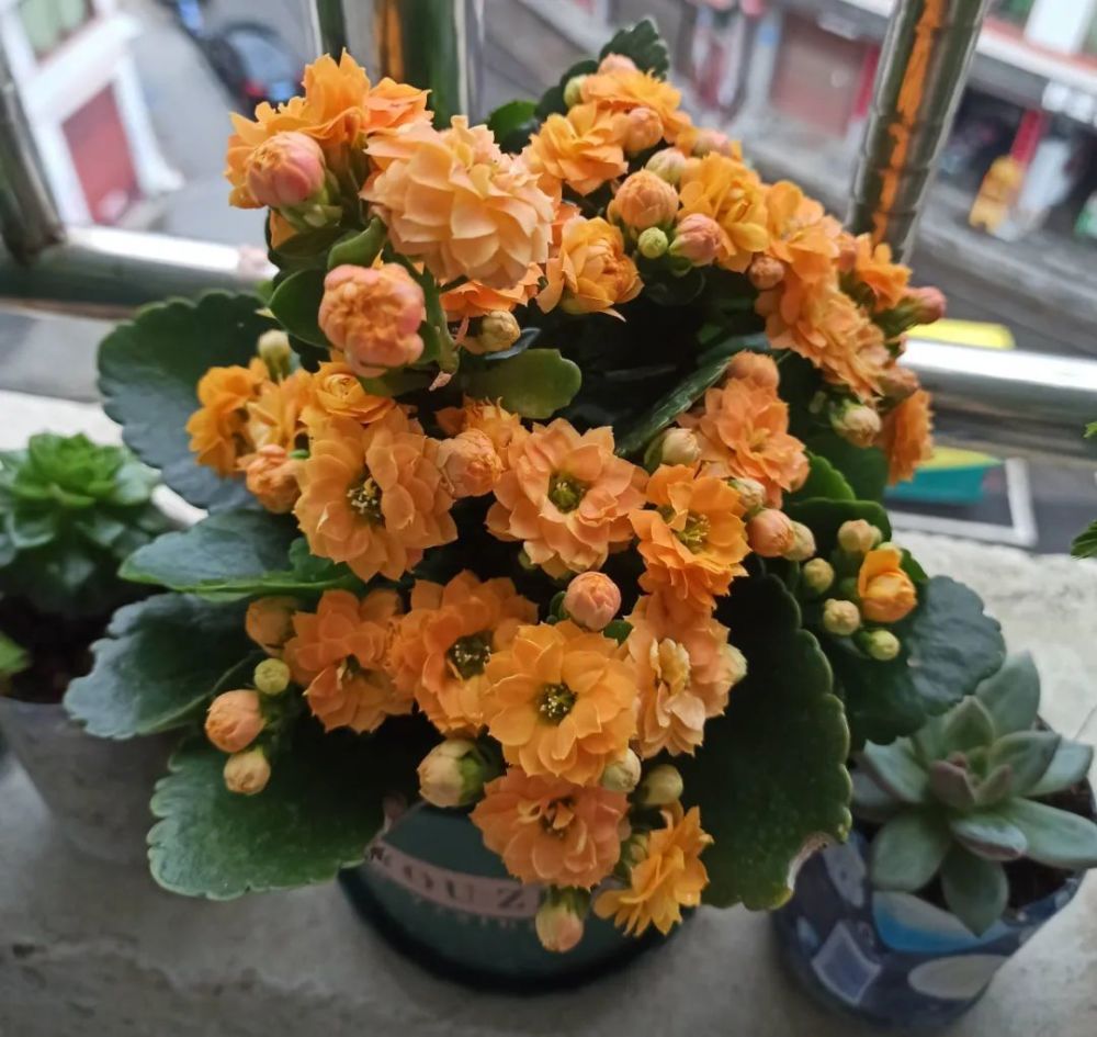 适合9月份养的绿植,四季最好养的10种花