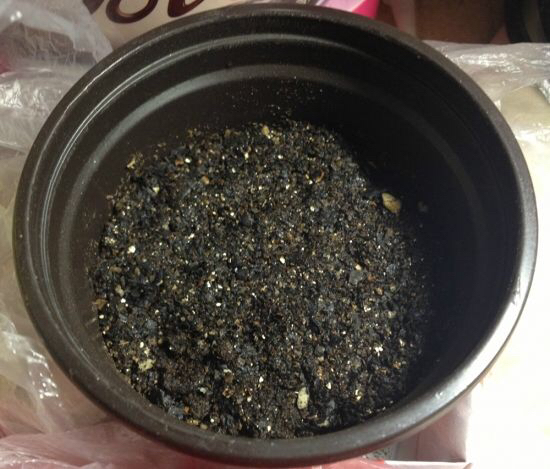 土壤里有虫可以养花吗?一闷,二晒,三消毒,养花赞,长得旺