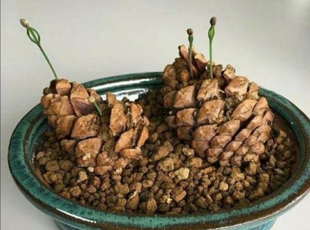 最漂亮的松塔盆景图片,山上松树怎么挖回家做盆景