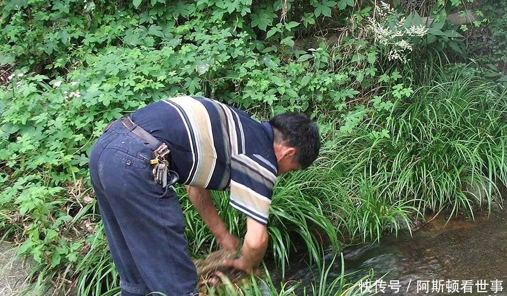 河边石头上的韭菜，以前摘来熏蚊子，如今20元一斤却少有人种植