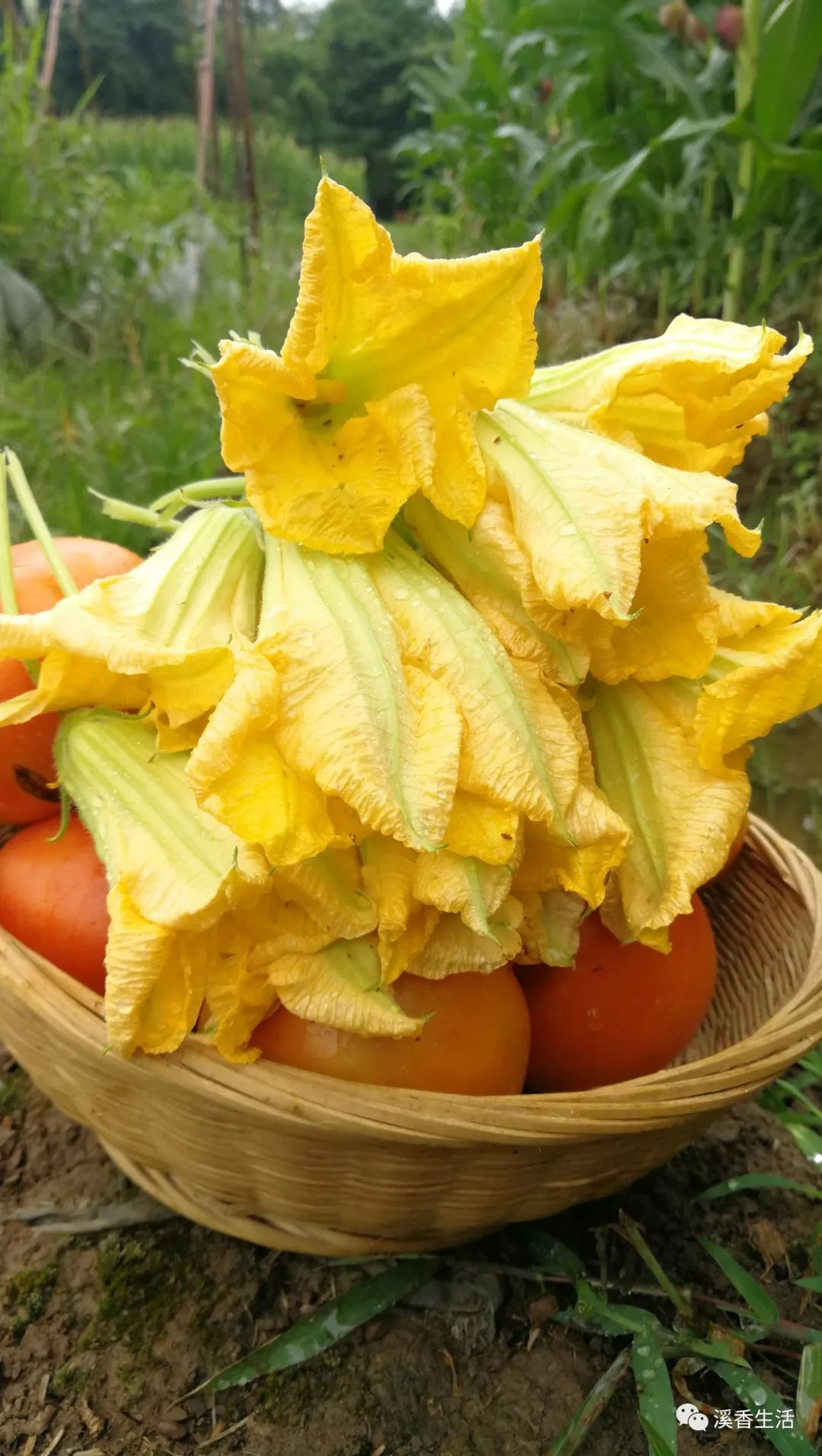 西溪南古村落惬意慢生活,徽州西溪南生活