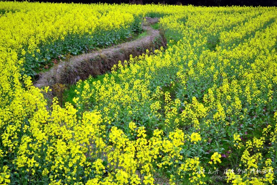 清明古诗词集锦,清明古诗词文案