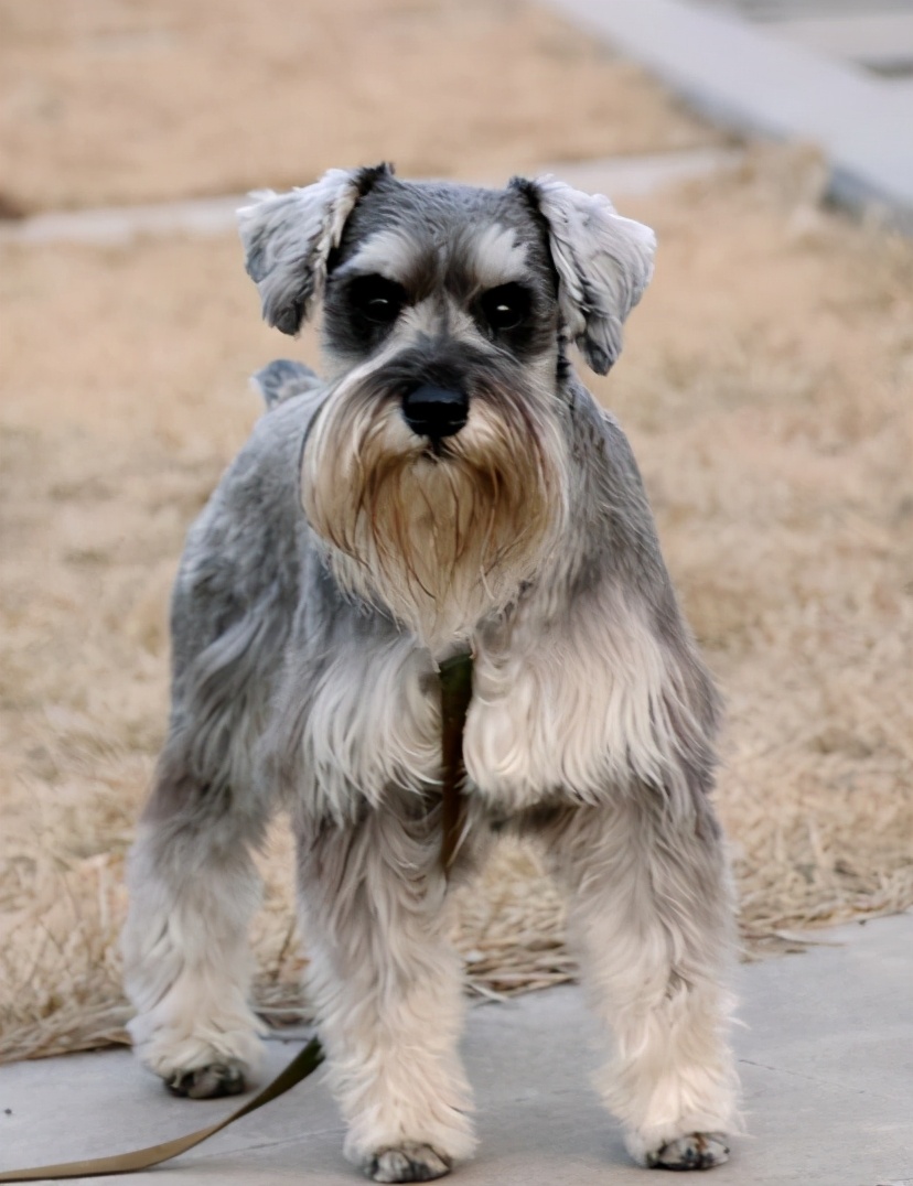 想养狗雪纳瑞,快看雪纳瑞如何养出漂亮的白胡子