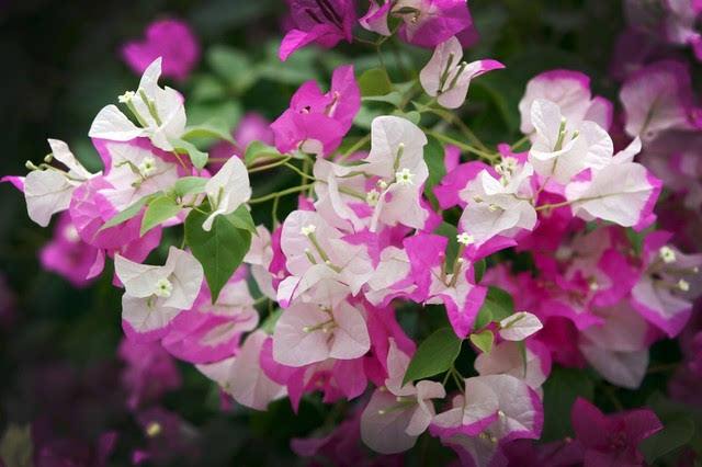 三角梅10大勤花品种,三角梅勤花十大品种