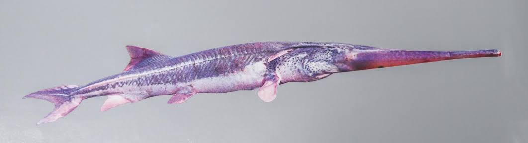 白鲟已经灭绝,中华鲟和长江鲟还好吗?