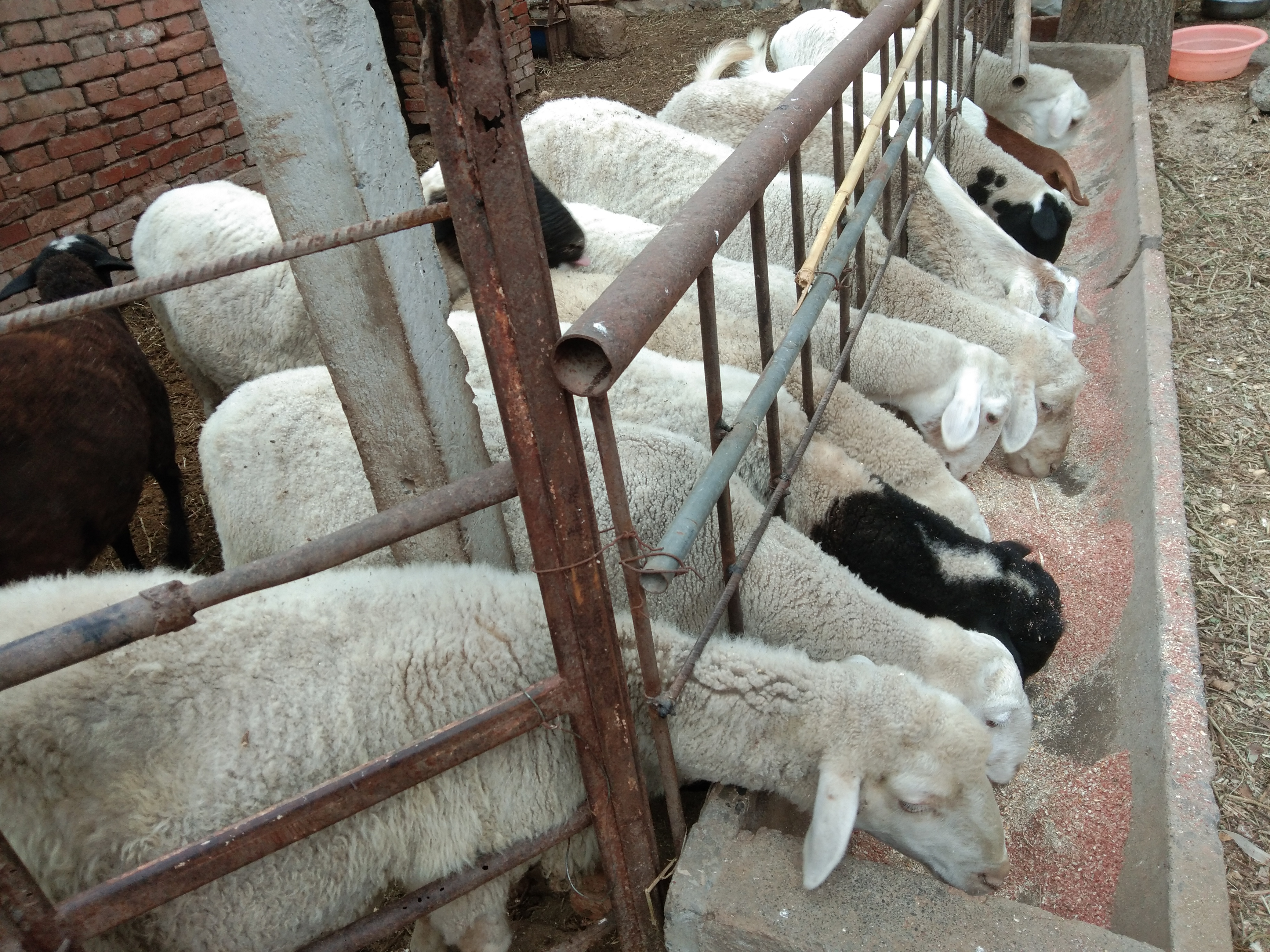 羊有布病的症状及治疗方法,羊粪识病