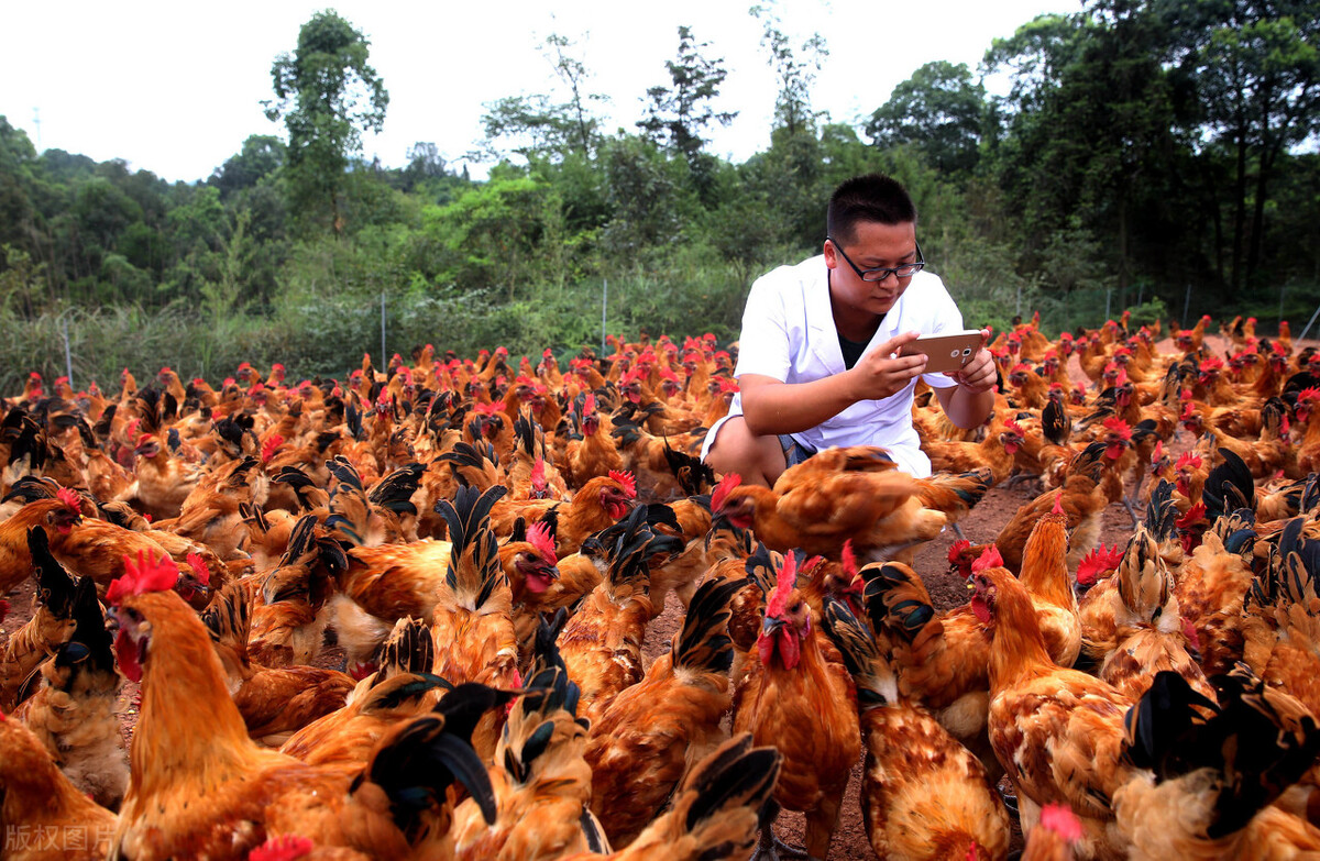 农村有前景的4个赚钱的路子,值得想创业的你选择参考