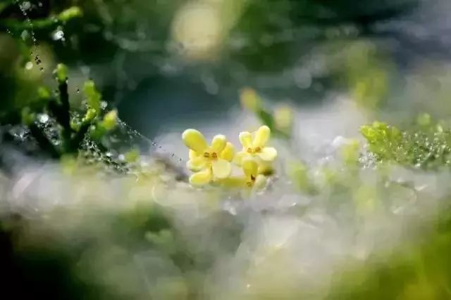 山花野鸟｜园林花语