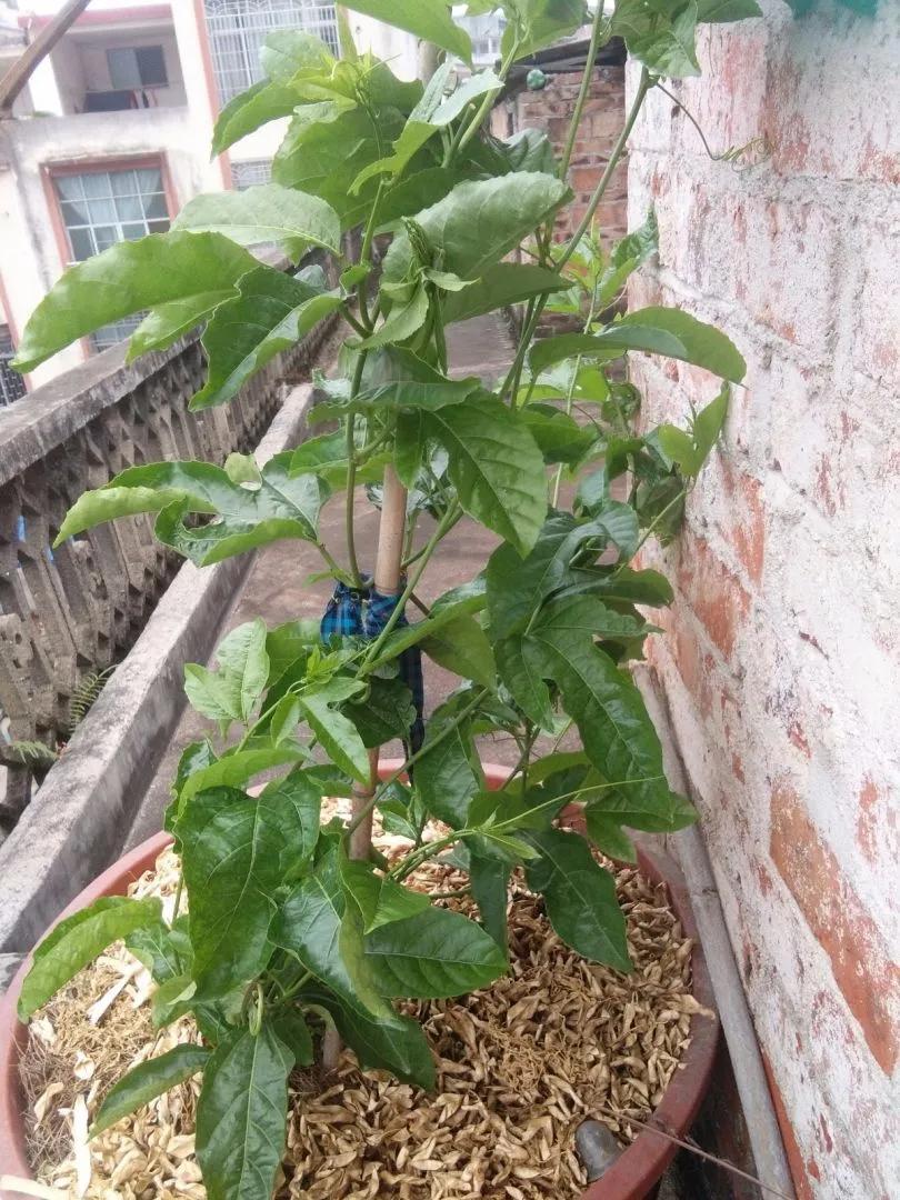 一根枝插土里就能成活的果树,大树枝直接插土里能活吗