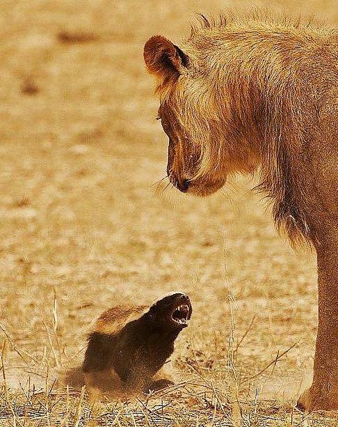 霸气的平头哥拿眼镜蛇当辣条吃,平头哥真的什么毒蛇都不怕吗