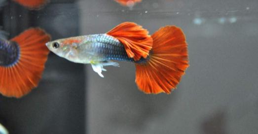 小的孔雀鱼怎么养,孔雀鱼怎么饲养得好看