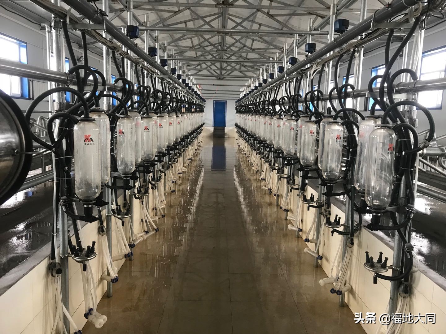 经济视点|“南羊北调”四年,从零到全国第一!“大同”成功的背后……