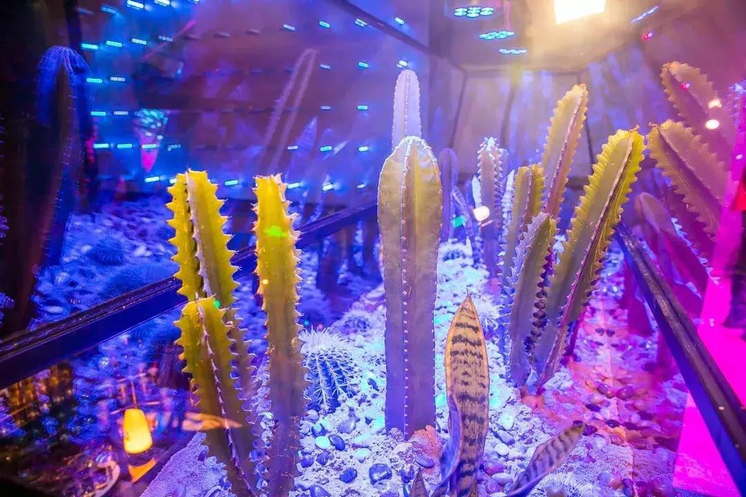 成都网红树屋,网红树屋成都