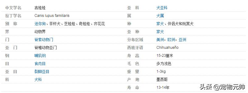 可爱的小型犬,可爱好养的小型犬