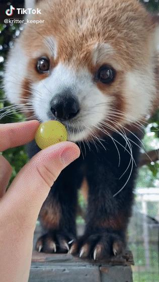 超可爱动物吃播治愈70万人，仓鼠、小熊猫、鹦鹉萌翻全网