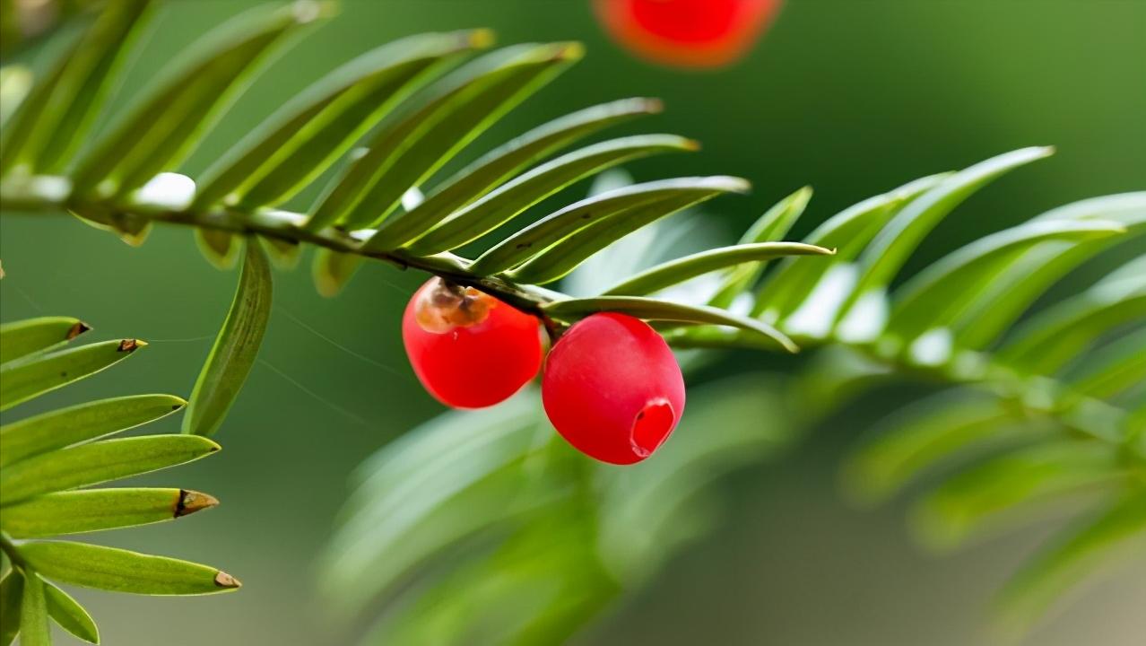 红豆杉叶片耷拉没精神,红豆杉的嫩芽耷拉怎么回事