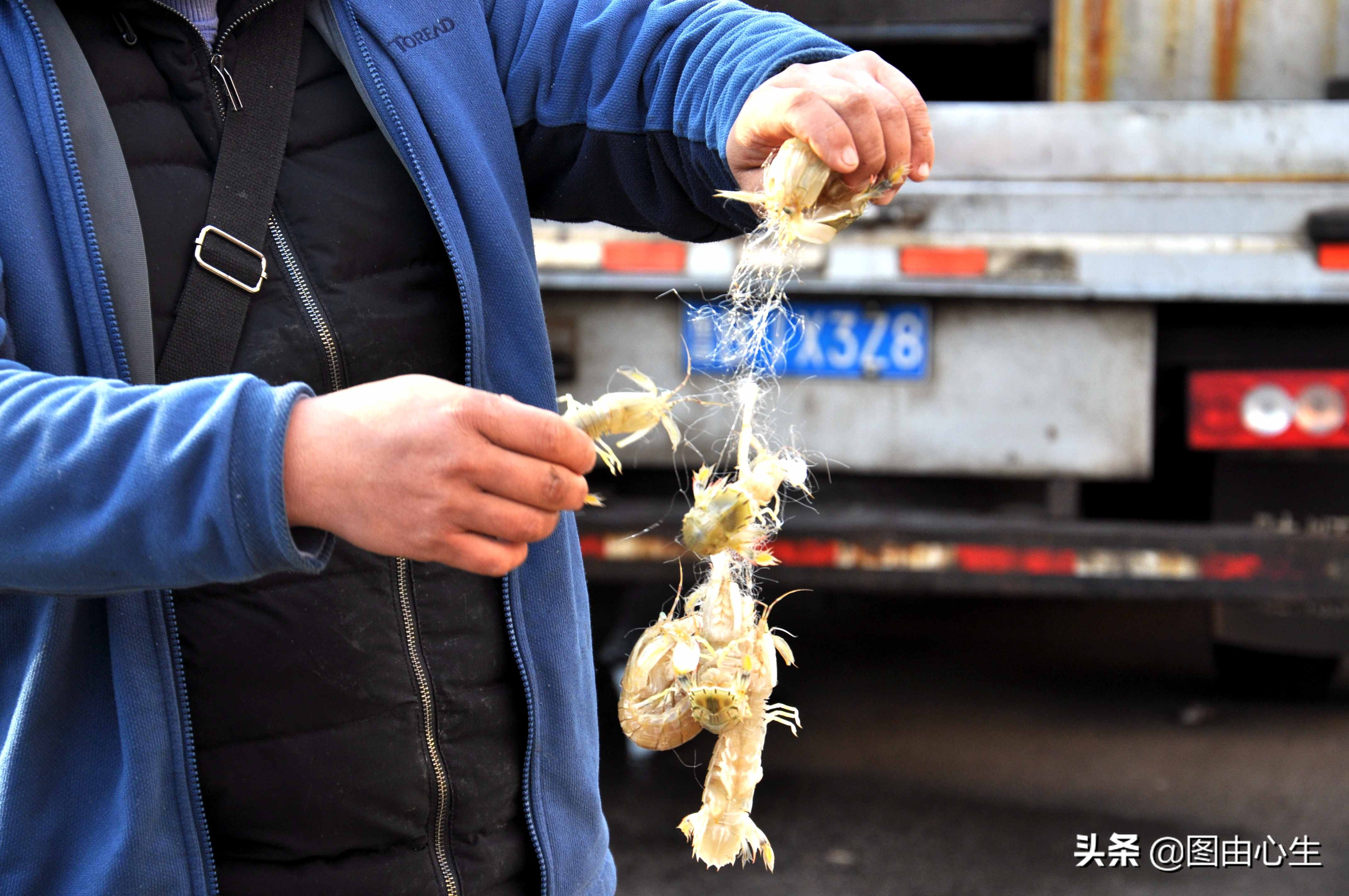 青岛虾爬子80一斤,山东青岛虾爬子价格