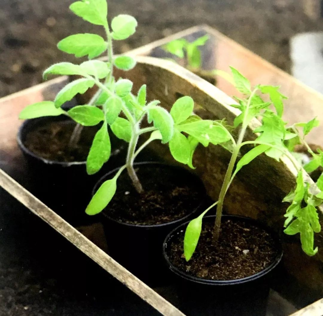 阳台种菜是撒种好还是种菜秧好,阳台种菜用木还是塑料