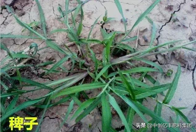 地里的野菜不认识拍照片怎么查,农田常见100种杂草图谱名称及作用