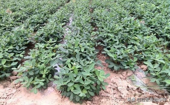 抗性杂草~狗尾草（附防除办法）