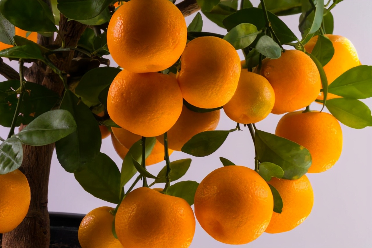 想吃水果不用买，栽一棵“小果树”，几个月就结果，南北方都可养