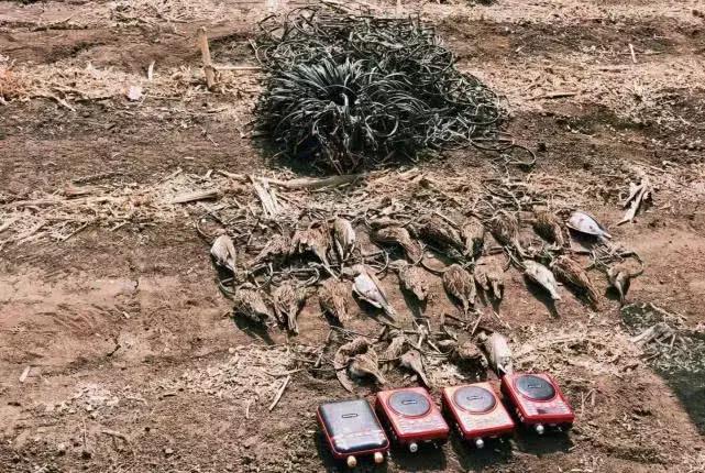 从禾花雀到云雀，又一种鸟快被中国人吃绝种了！