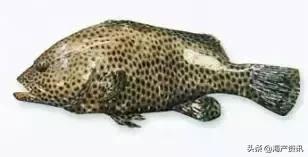 科普海洋鱼类知识儿童,海洋鱼类科普大全图解